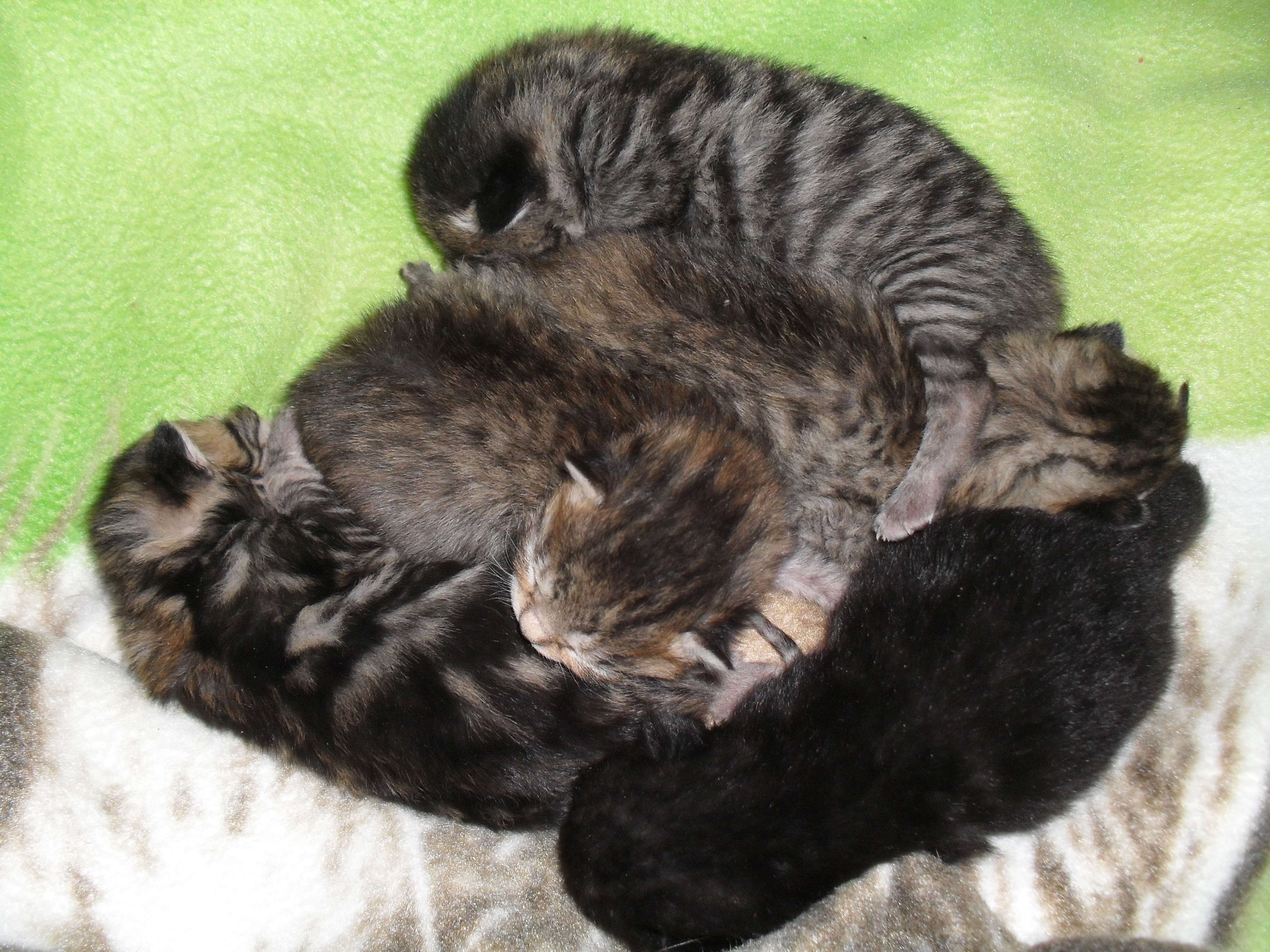Alla fem kattungarna ett par dagar gamla