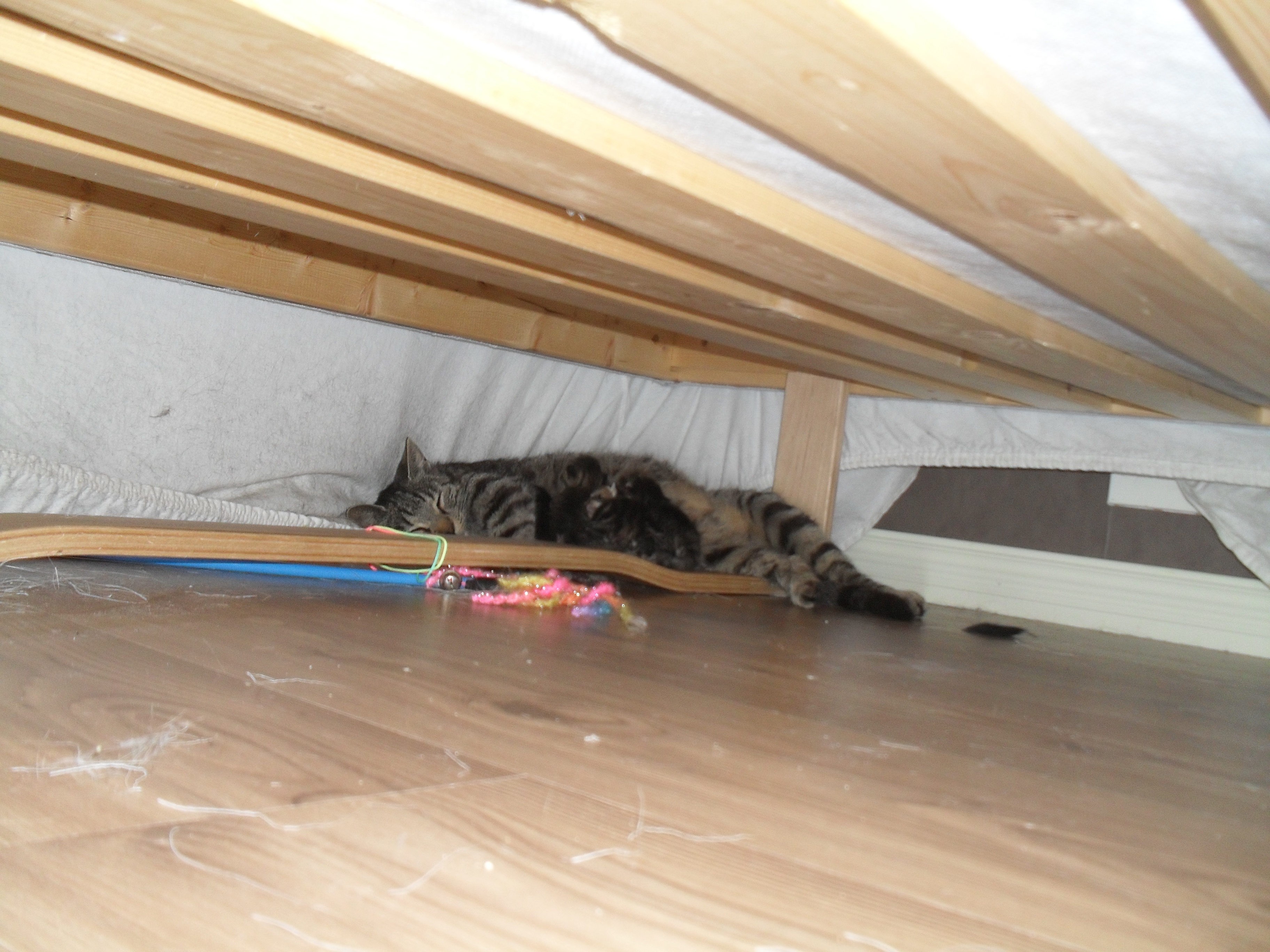 Kattmamman Elsa med ungarna under sängen.Under sängen är alltid tryggast. Under just denna sängen har alla katterna gömt sig när de var nykomlingar.