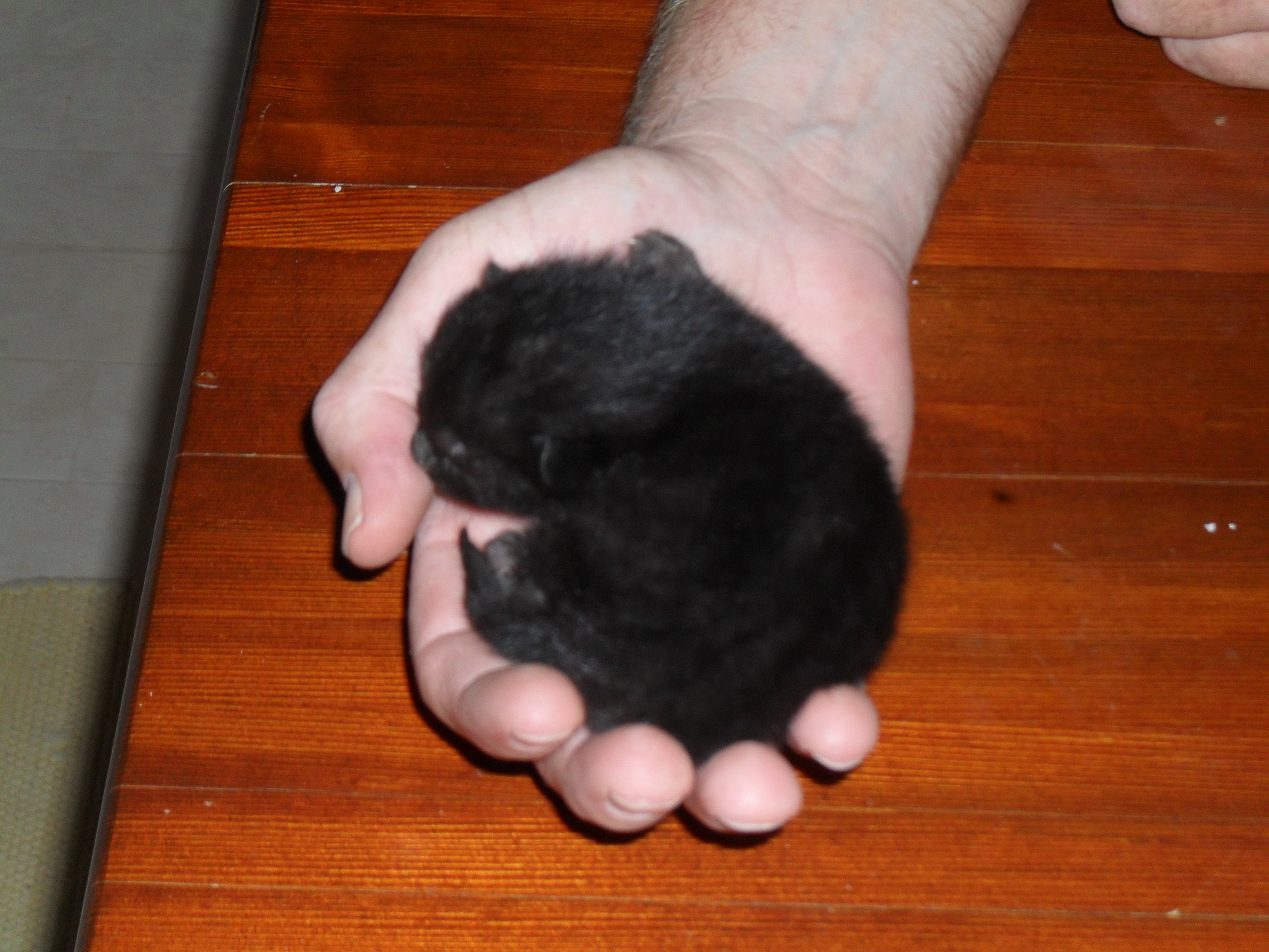 Lilla svarta Nora, nyfödd. Hon hade navelsträngen hårt runt sin fot och den måste masseras flera gånger om dagen.