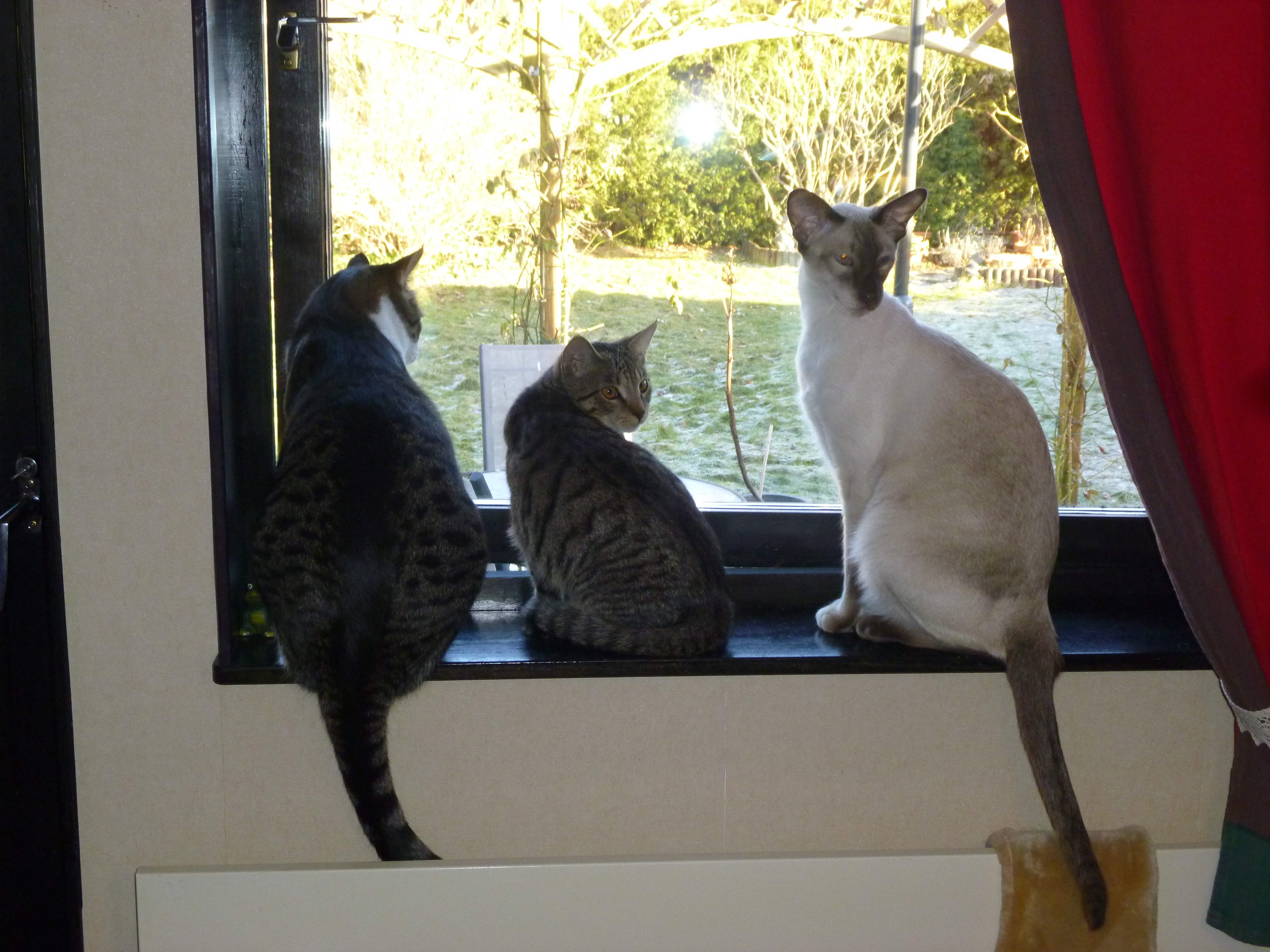 Stinaponken, Putte och Viile i köksfönstret. När Putte var liten.