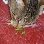 Broccoli! Det är vad katter gillar!