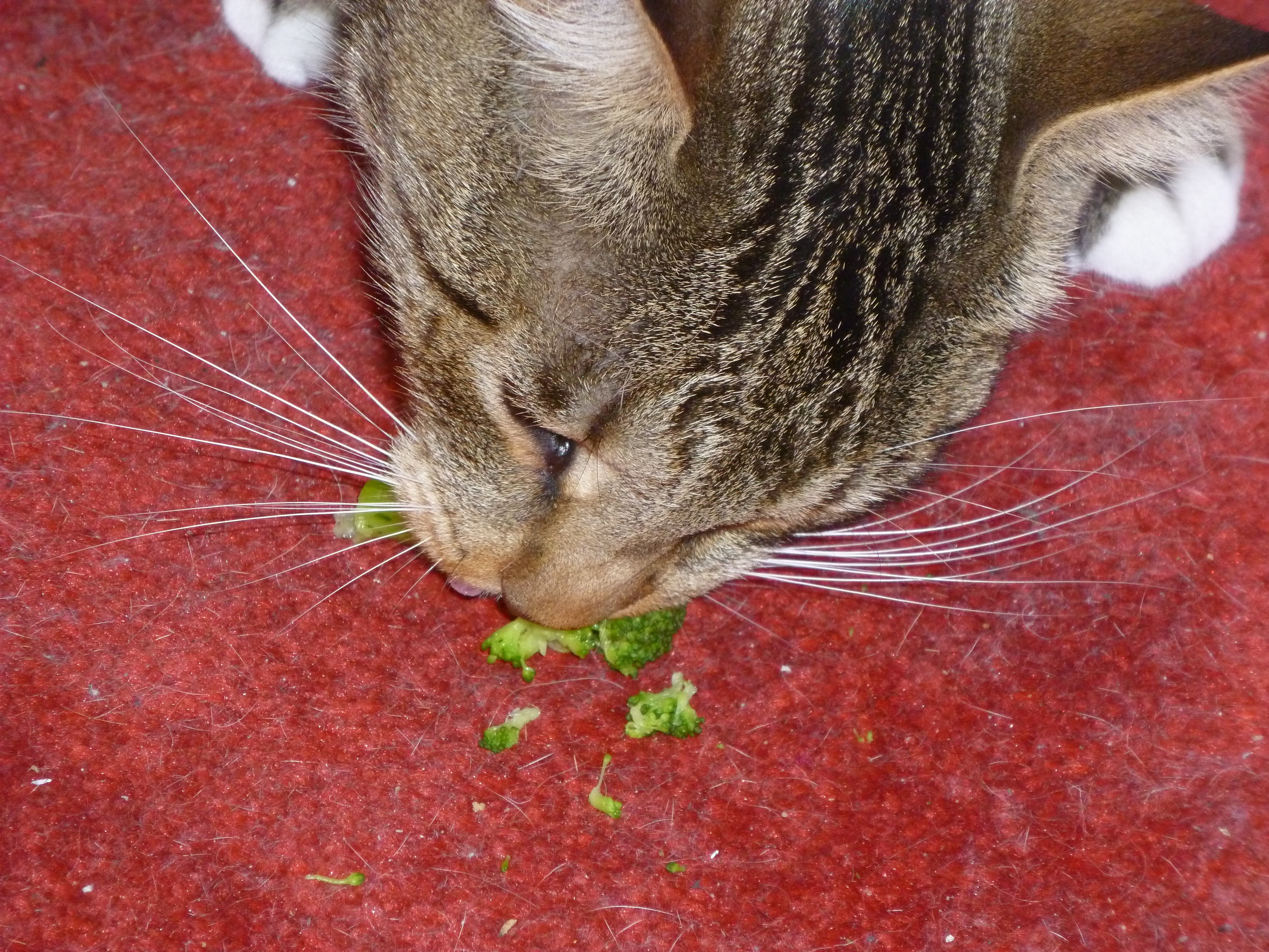 Broccoli! Det är vad katter gillar!