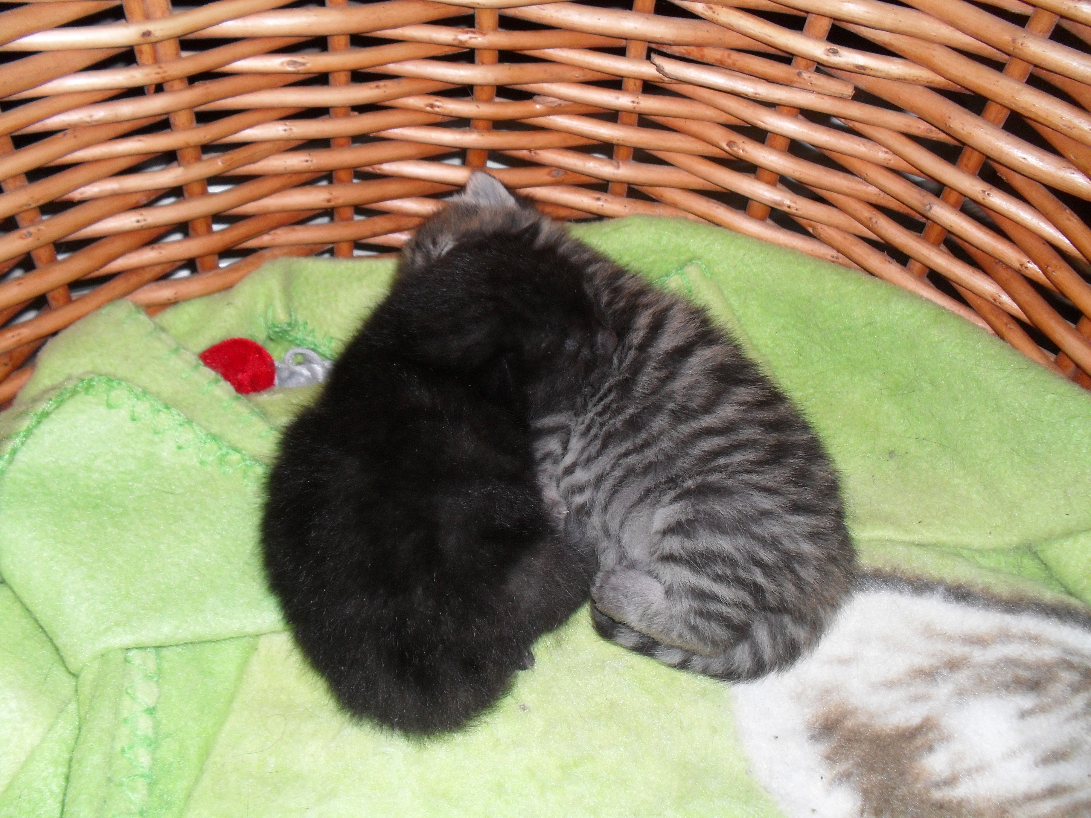 Två små kattungar