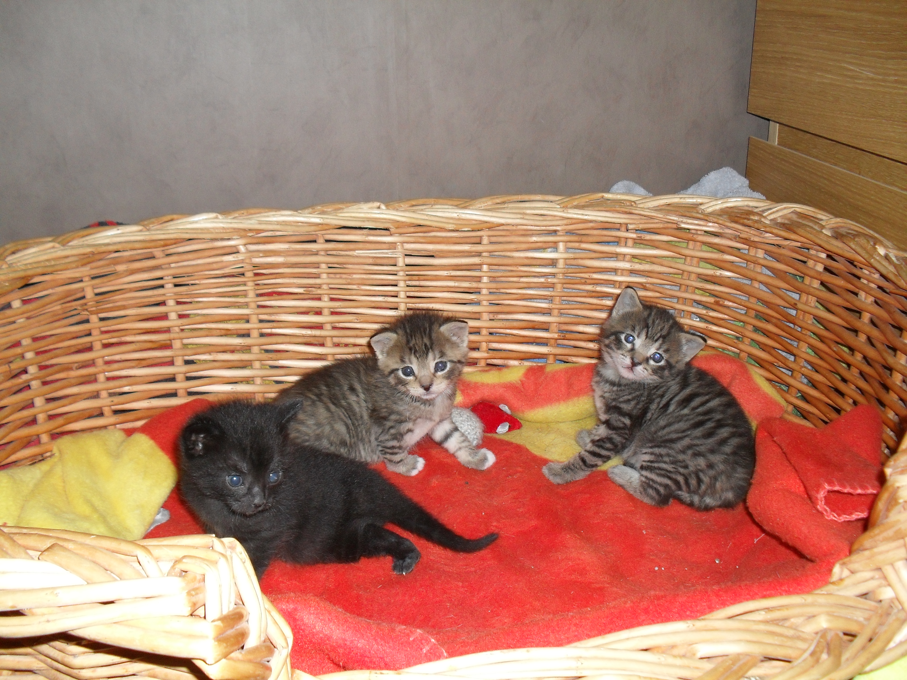 Tre underbara små kattungar i sin korg